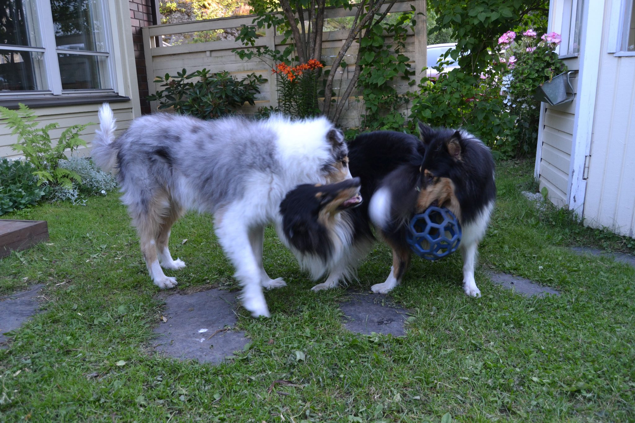 Aikuinen kodinvaihtaja collie Fiona leikkii Robinin ja Riemun kanssa.