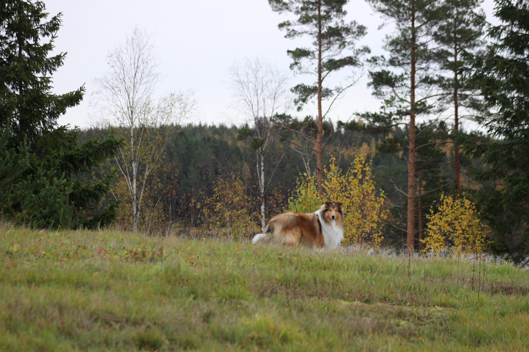 Riemumielen Hurjasusi Kuunvalossa