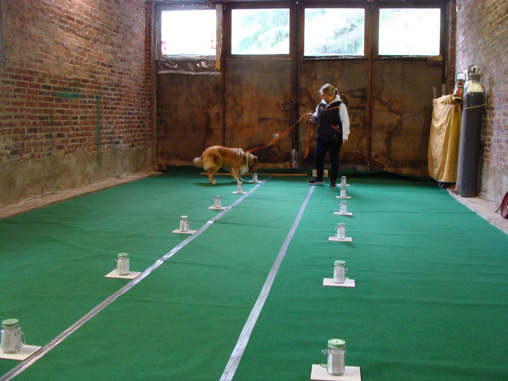 Nosework