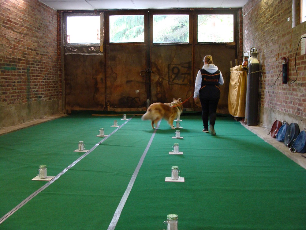 Nosework