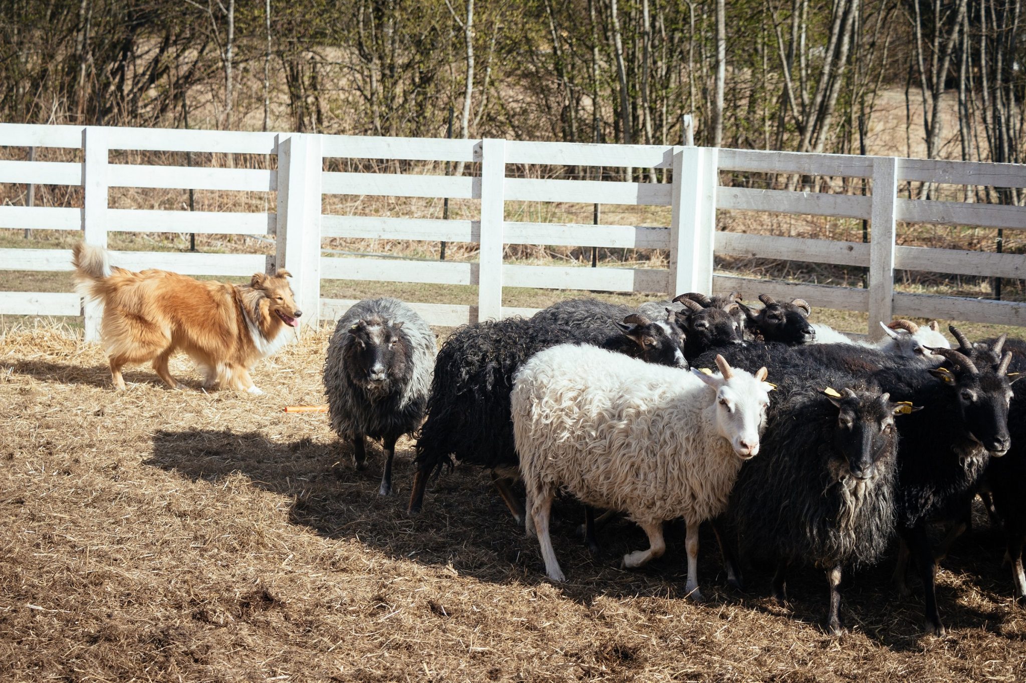 Pitkäkarvainen collie tarvitsee runsaasti liikuntaa.