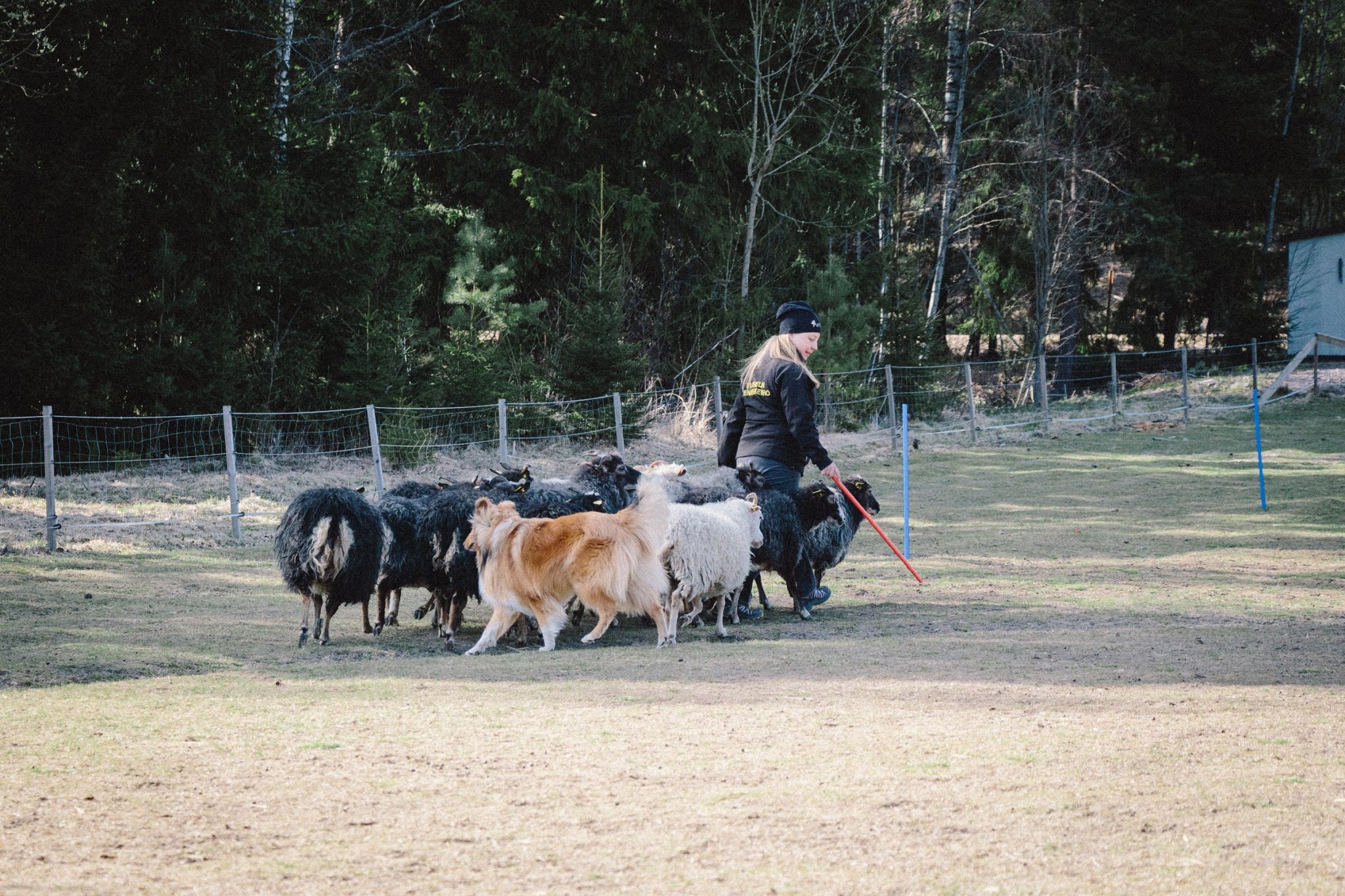 Pitkäkarvainen collie paimentaa lampaita.