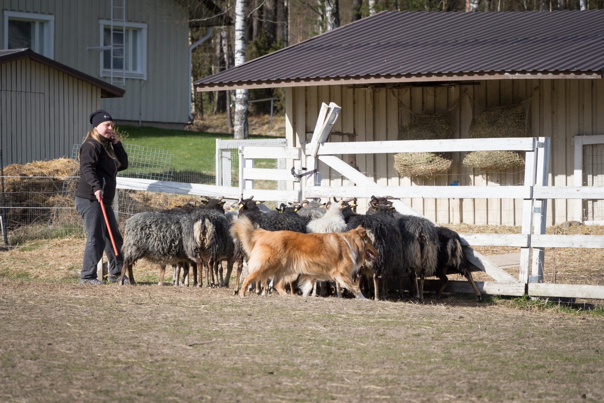 Pitkäkarvainen collie harjoittelee lampaiden paimennusta.