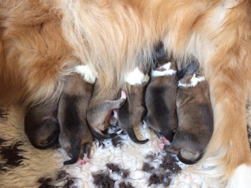 https://www.riemumielen.fi/uploads/blog/Sansan-GOT-pennut-3.jpg