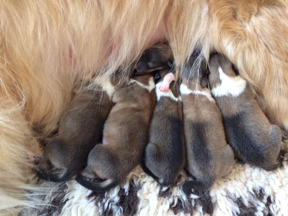 https://www.riemumielen.fi/uploads/blog/Sansan-GOT-pennut.jpg