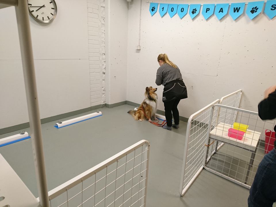 Nosework
