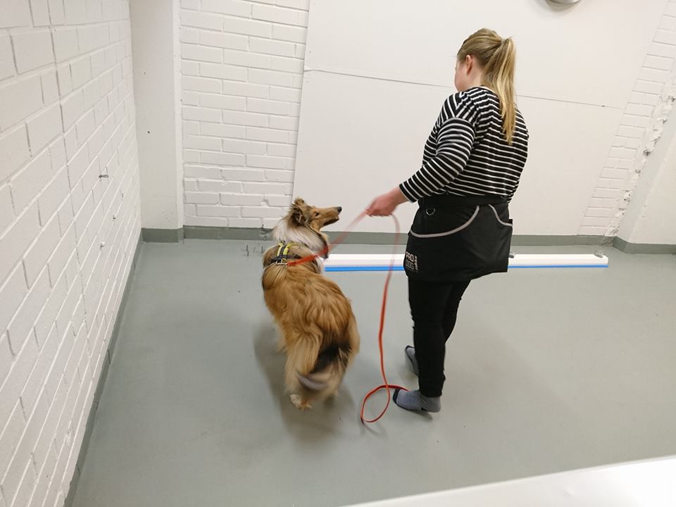 Nosework