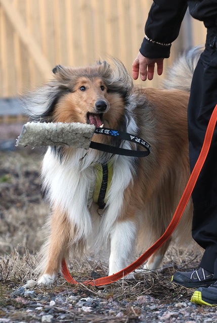 Nosework