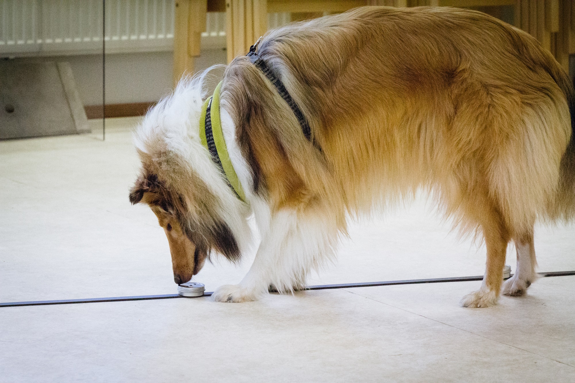 Nosework
