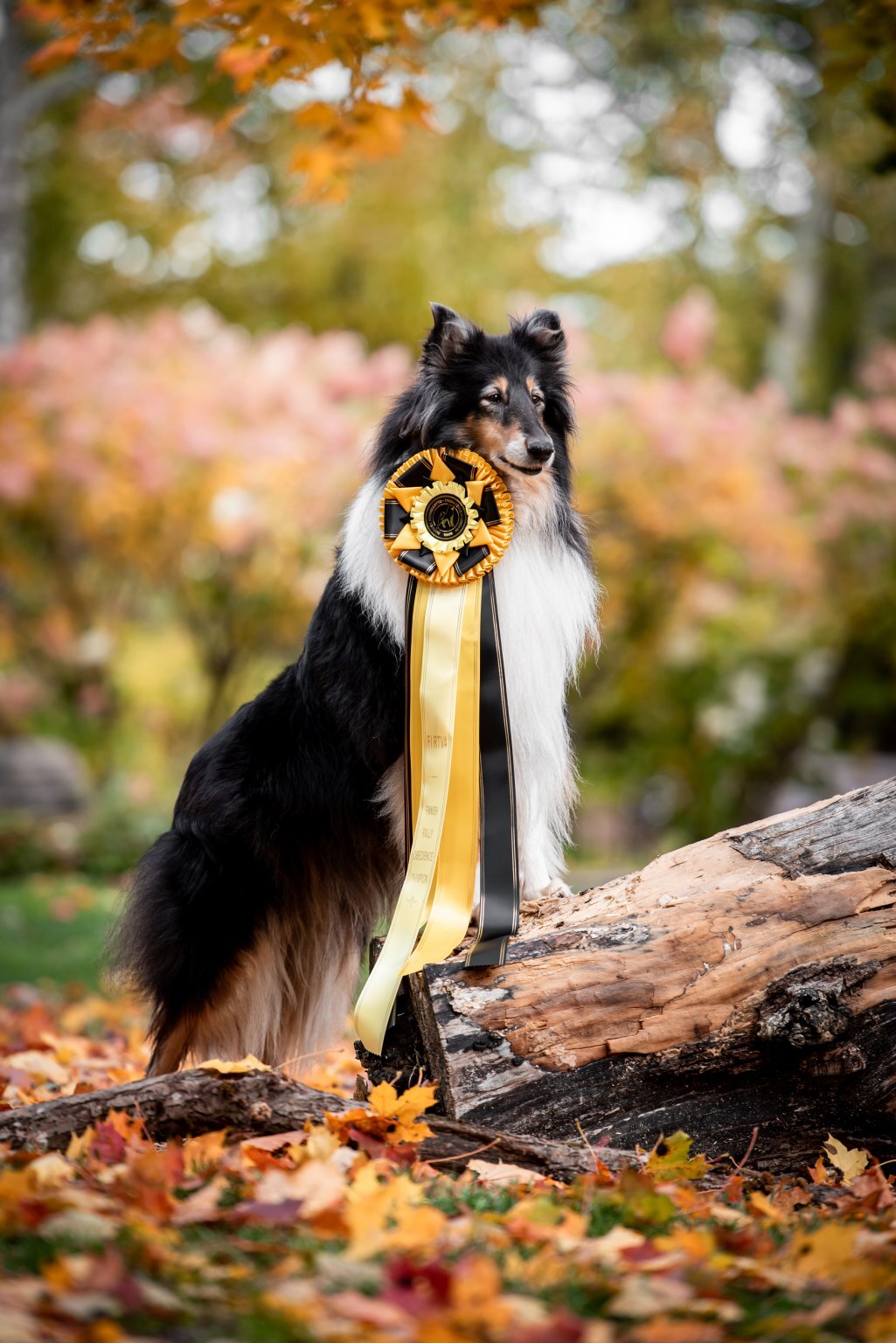 https://www.riemumielen.fi/uploads/dogs/DSC_0670.jpg