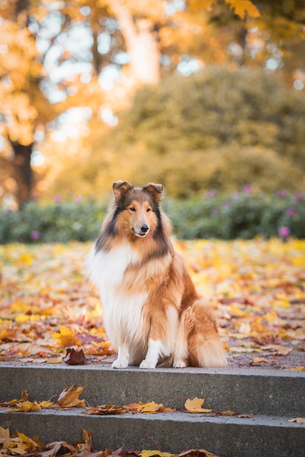 https://www.riemumielen.fi/uploads/dogs/DSC_6156.jpg