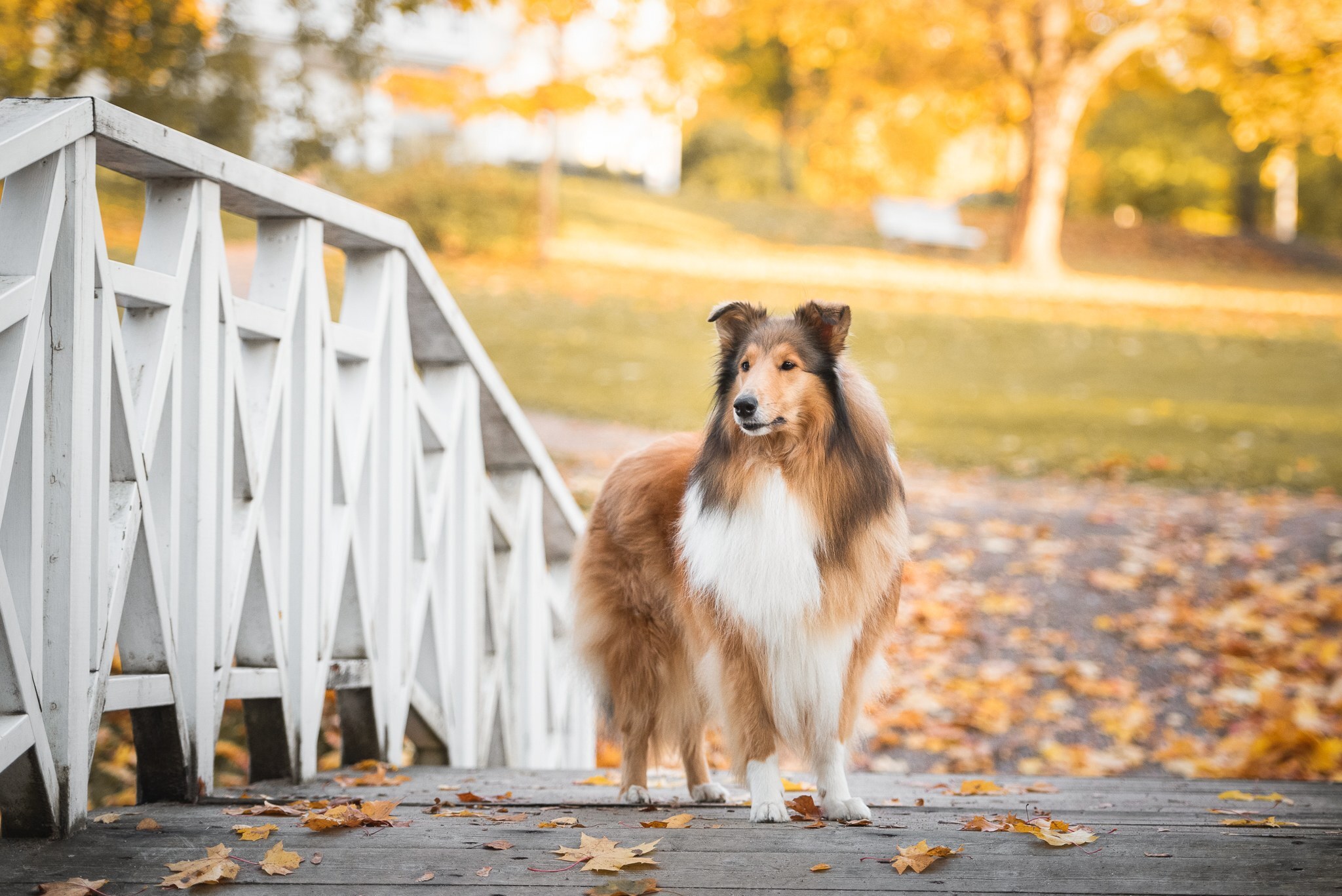 https://www.riemumielen.fi/uploads/dogs/DSC_6486.jpg