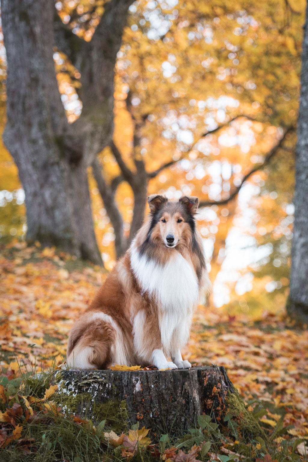 https://www.riemumielen.fi/uploads/dogs/DSC_6586.jpg