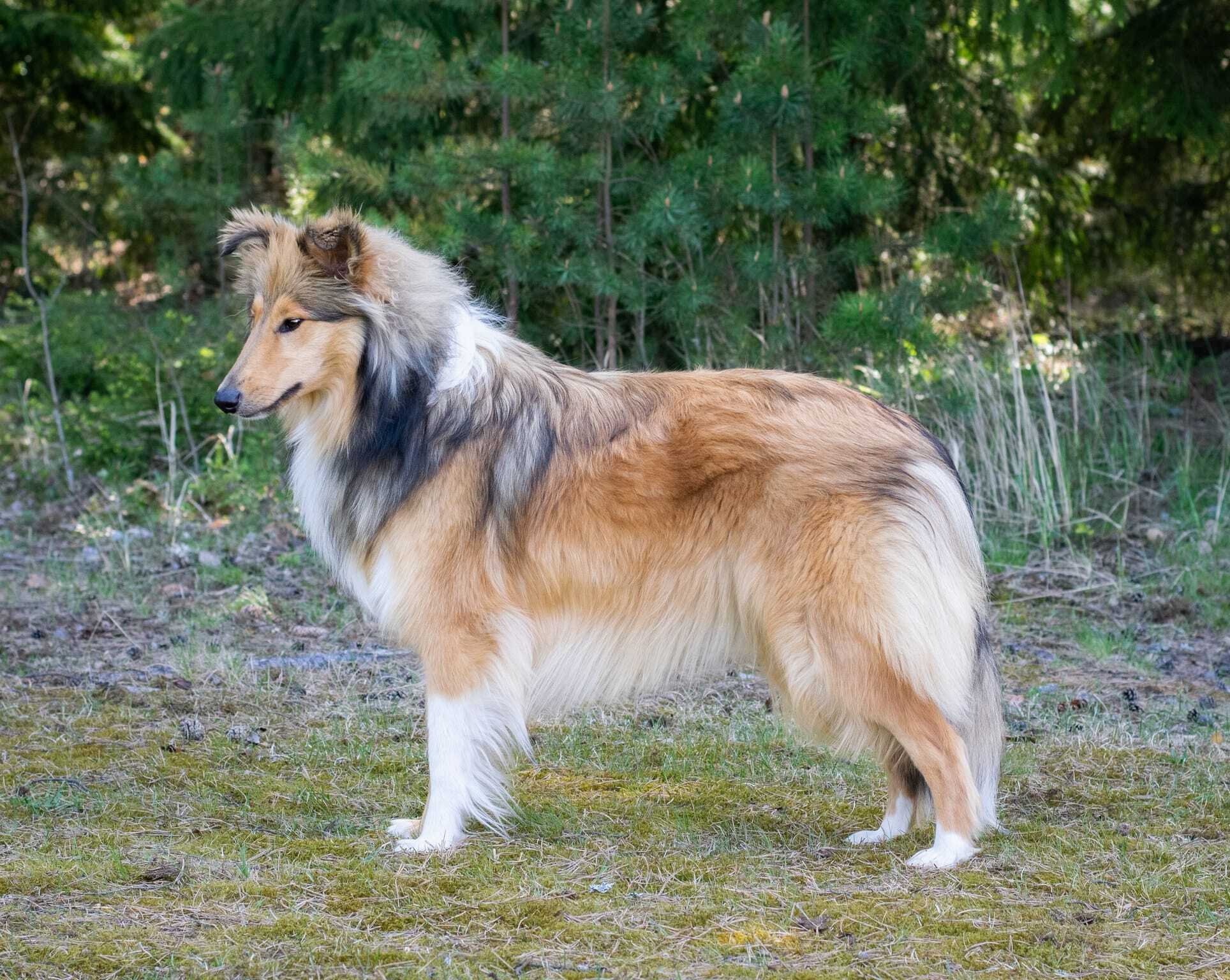 https://www.riemumielen.fi/uploads/dogs/Enia.jpg