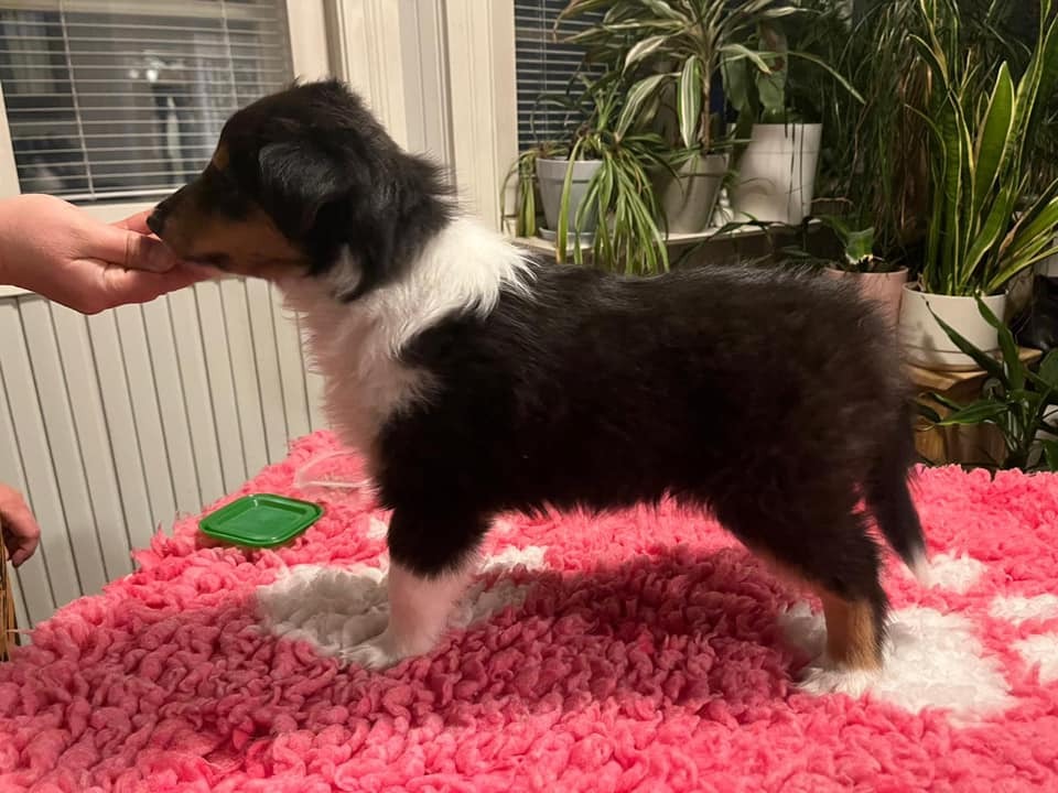 https://www.riemumielen.fi/uploads/dogs/Nita-6-vkoa-4.jpg