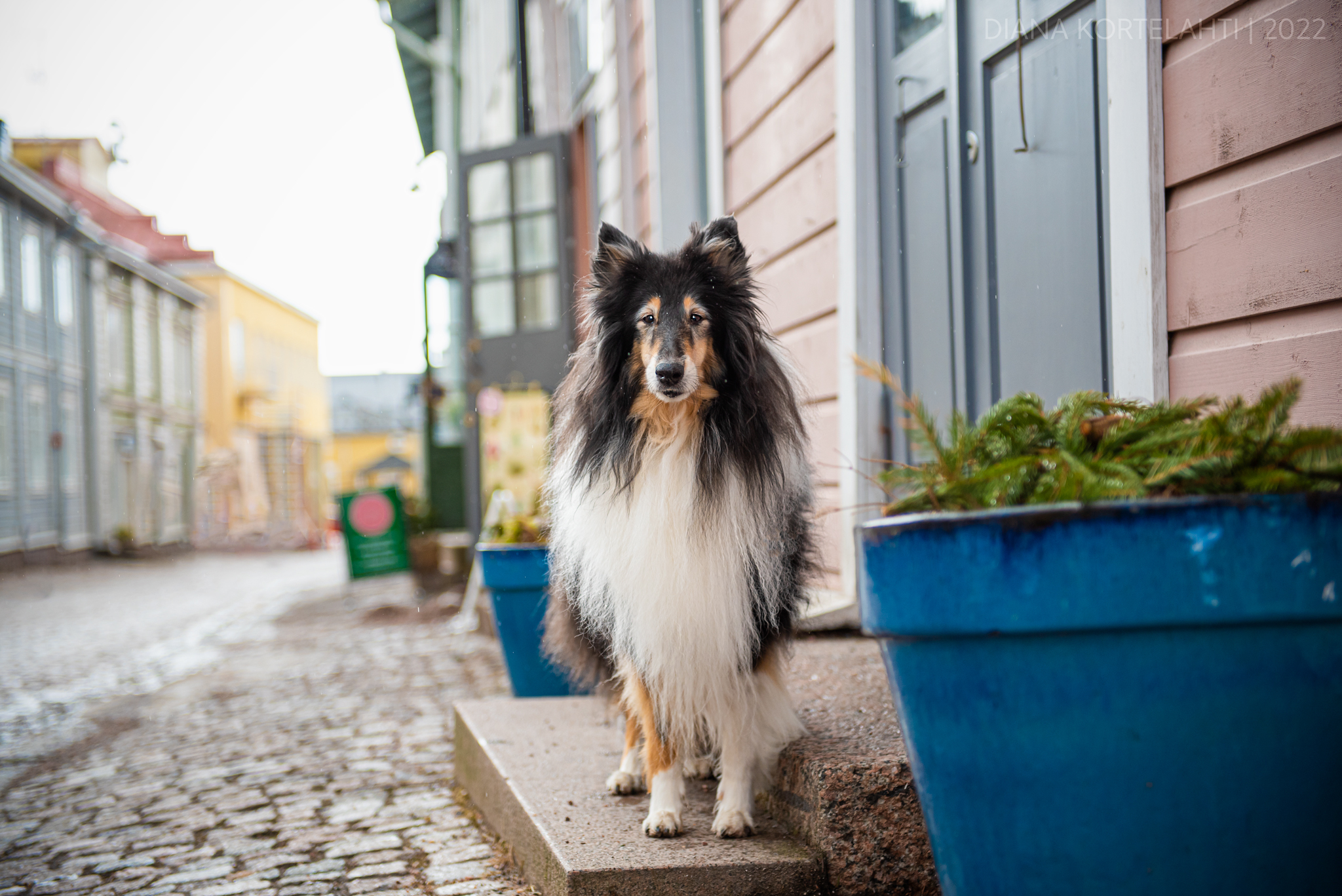 https://www.riemumielen.fi/uploads/dogs/Vuoden-tokocollie-Ruffenuff-Peppermint-Twist-1.jpg