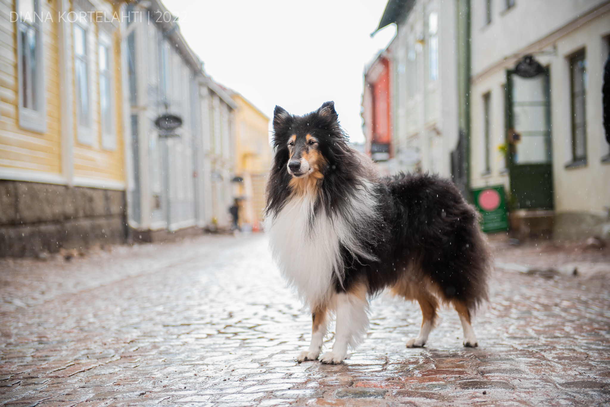 https://www.riemumielen.fi/uploads/dogs/Vuoden-tokocollie-Ruffenuff-Peppermint-Twist-6.jpg