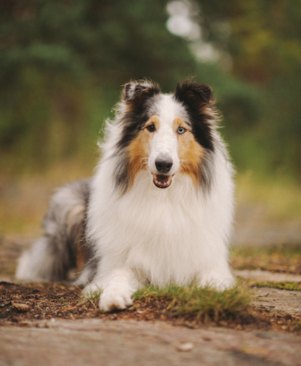 https://www.riemumielen.fi/uploads/dogs/bechstein_small014.jpg