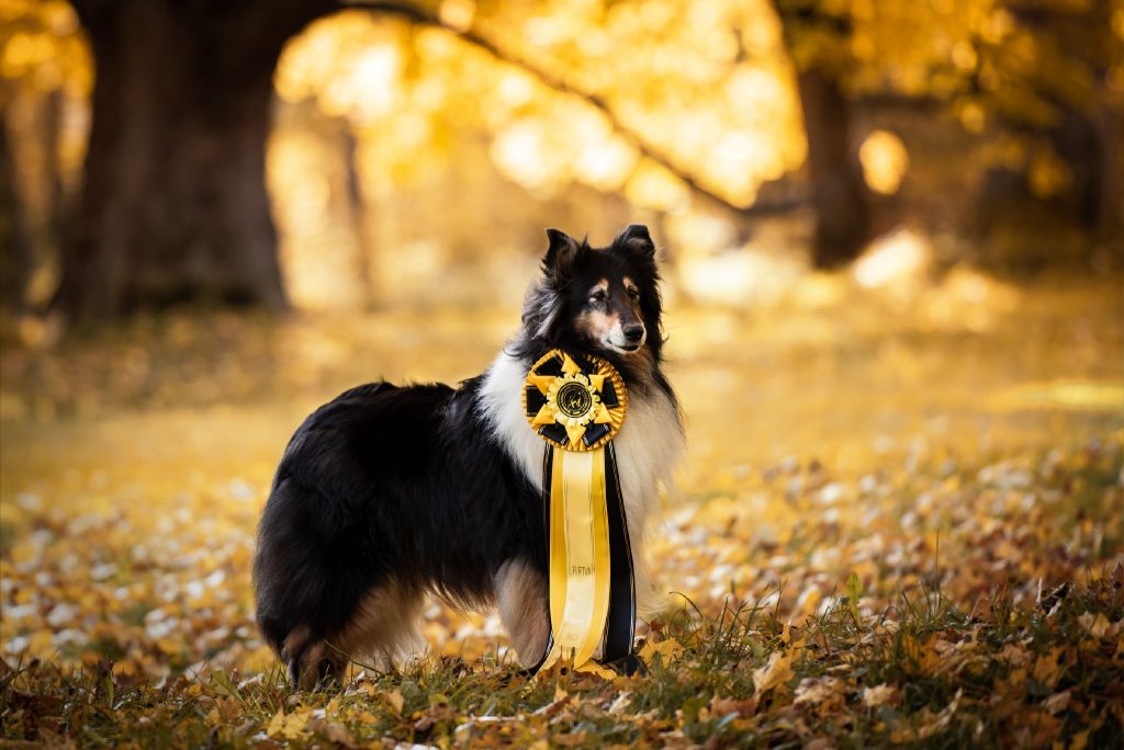 Suomen Rally-tokovalio Ruffenuff Peppermint Twist eli Riemu.