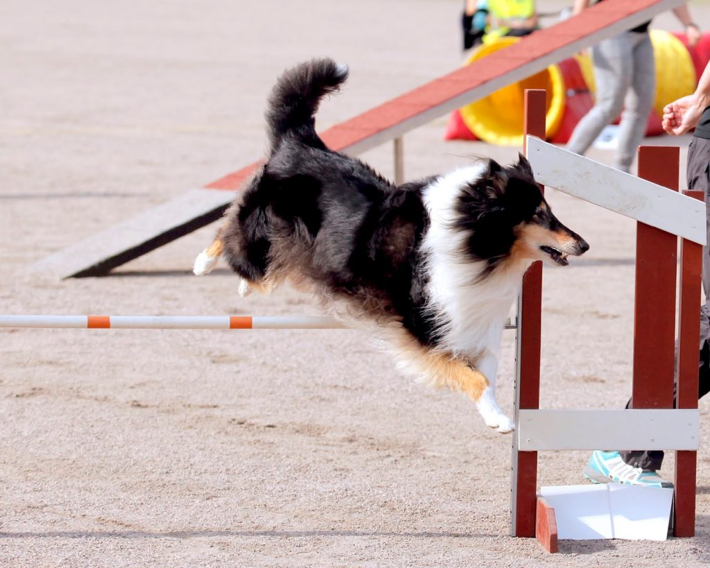 Pitkäkarvainen collie harrastuskoirana
