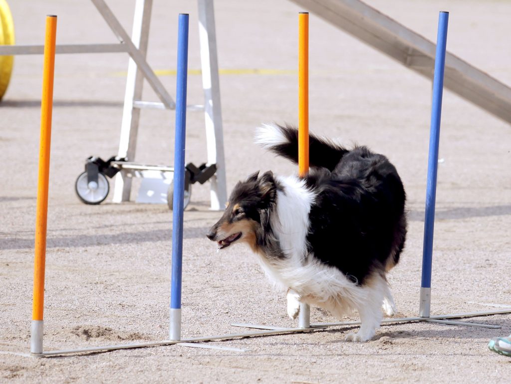 Pitkäkarvainen collie harrastuskoirana