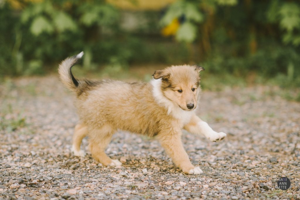 6-viikkoisen collienpennun elämäniloa.