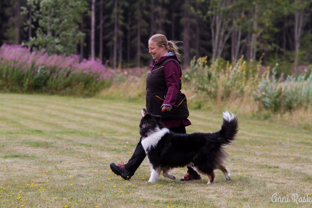 Toko on koiraurheilulaji tottelevaisuuskoulutus.