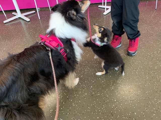 Riemu tapasi koirakahvila Unelmassa pienen 16-viikkoisen shelttipennun