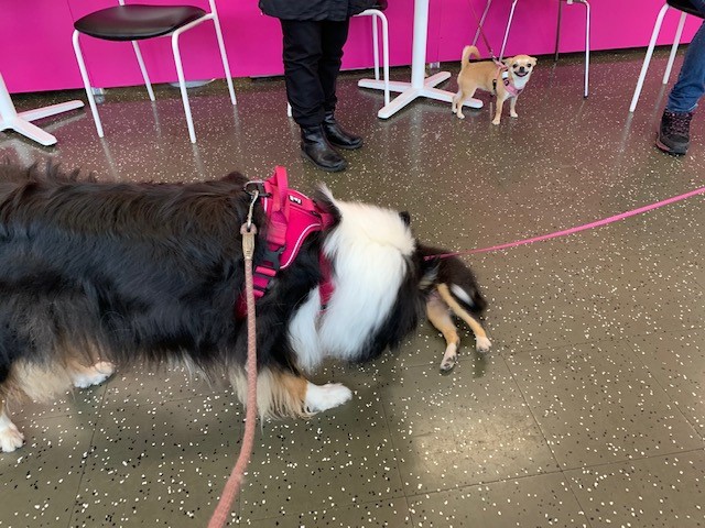 Pitkäkarvainen collie Riemu tekee tuttavuutta shelttipennun kanssa. Taustalla suloinen chihuahua.