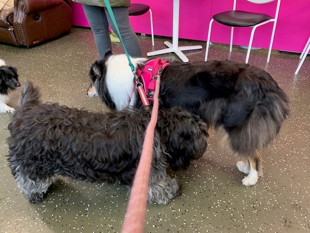 Koirakahvila Unelman asiakkaat tulivat heti innokkaina tervehtimään Riemua