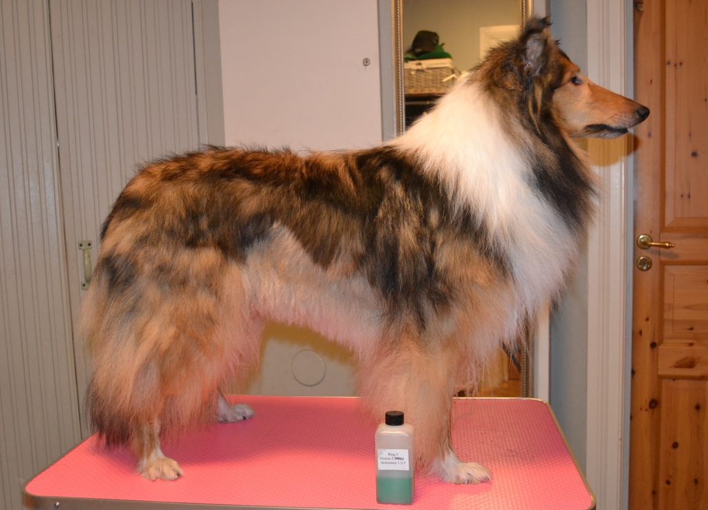 Mikä on paras shampoo pitkäkarvaiselle collielle? Collie shampoo