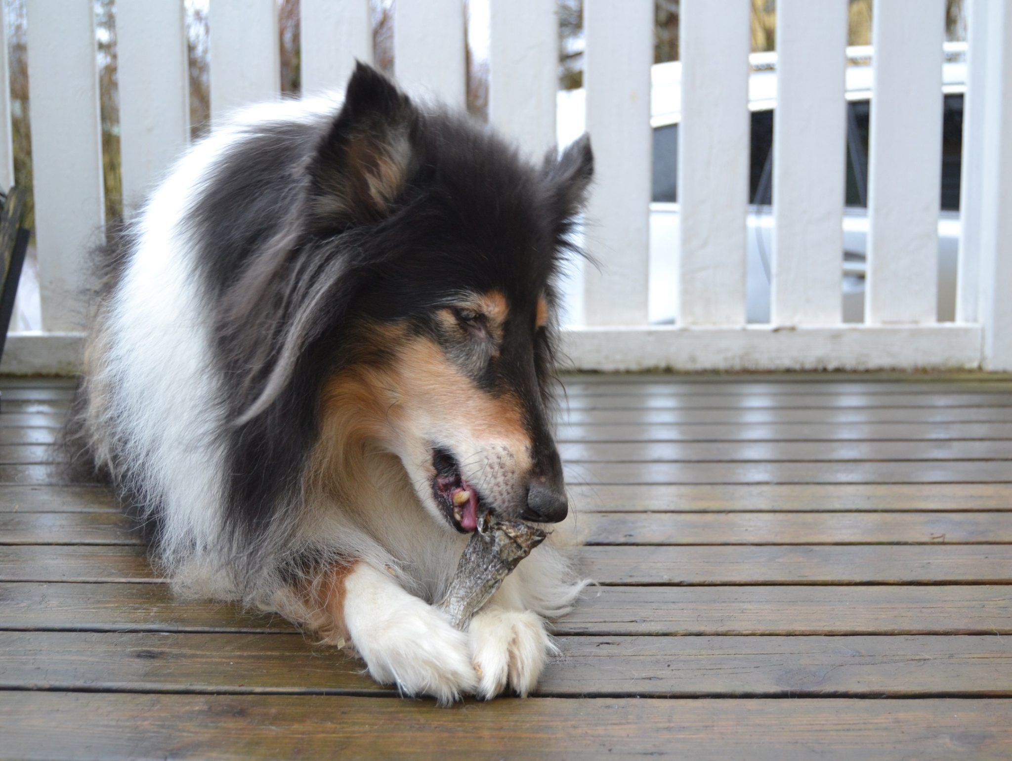 Pureskelu on osa koiran hammashoitoa