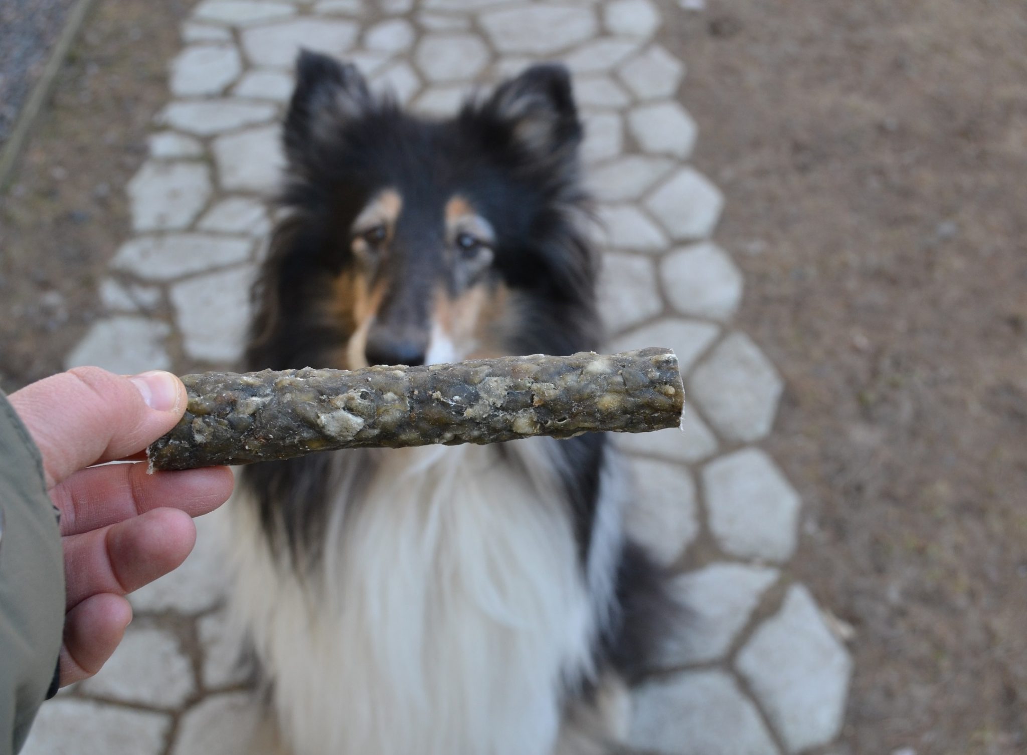 Pureskelu on osa koiran hammashoitoa