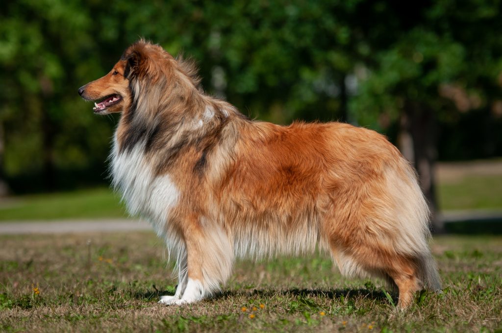 Riemumielen Hurjasusi Nymeria