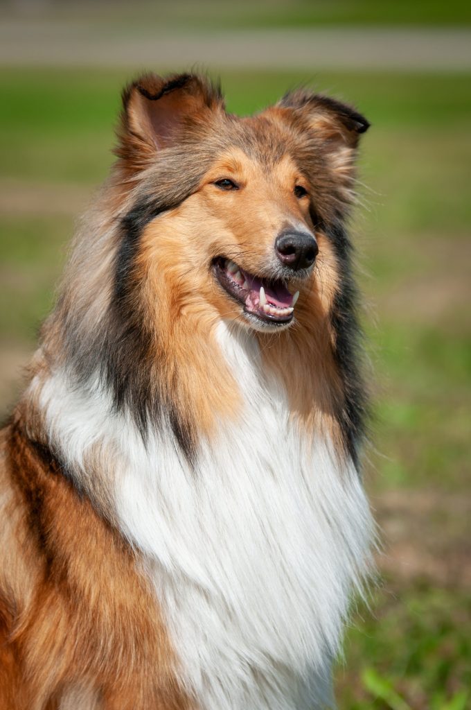 Riemumielen Hurjasusi Nymeria