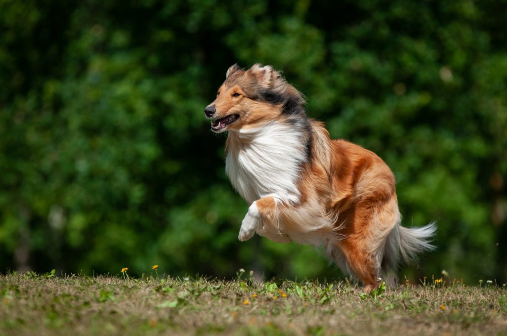 Riemumielen Hurjasusi Nymeria