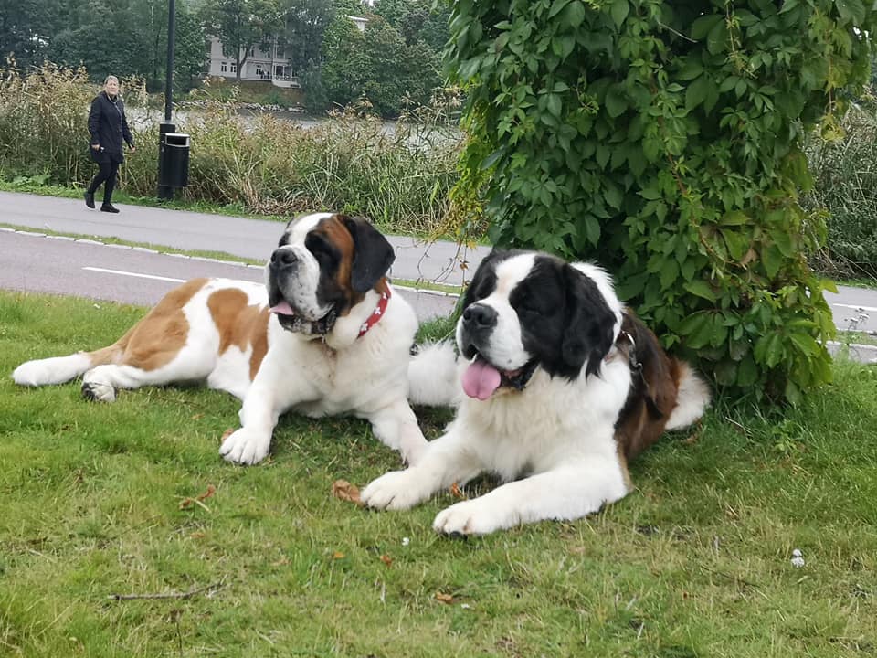 Rotukoirakävely 2020