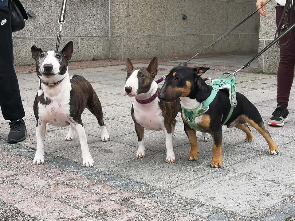 Rotukoirakävely 2020