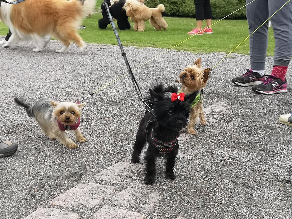 Rotukoirakävely 2020