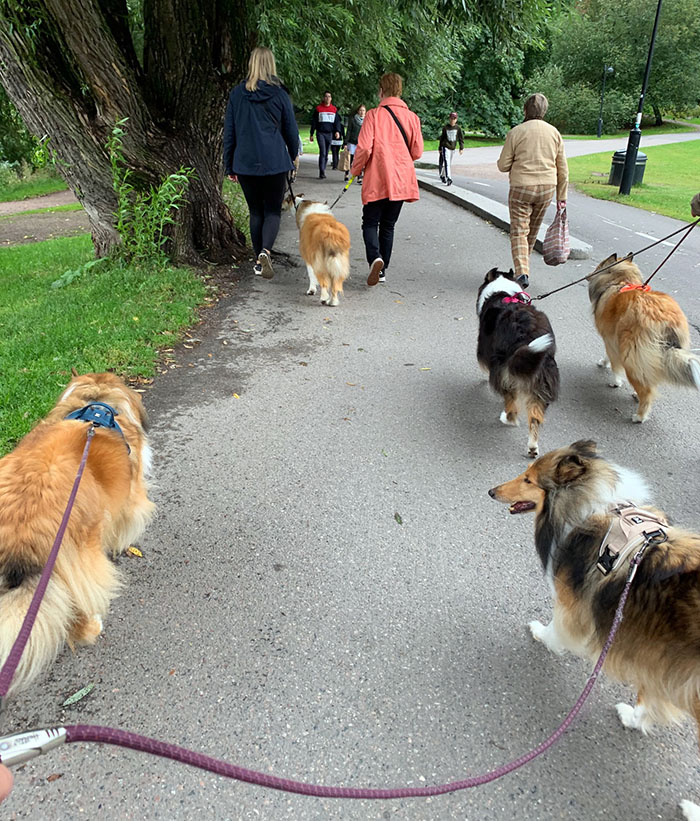 Rotukoirakävely 2020