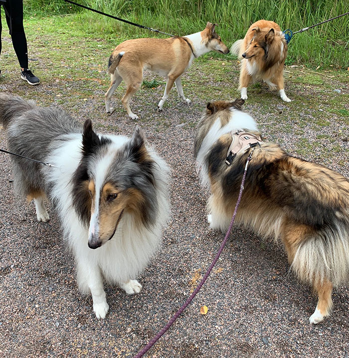 Rotukoirakävely 2020