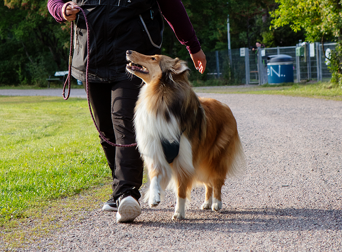 Kaislan päällä rally-tokotreeneissä Hurtta Active -valjaat. 