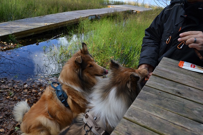 Eväsherkut maistuu Sansalle ja Vapulle Nuuksion kansallispuiston Haukkalammen taukopaikalla.