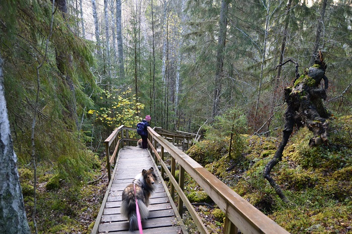 Nuuksion kansallispuistossa kulkemassa portaita.