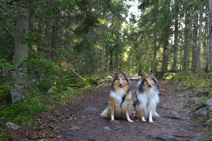 Pitkäkarvaiset colliet Sansa ja Vappu Nuuksion kansallispuistossa.