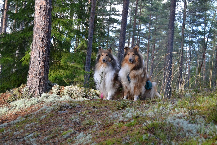 Vappu ja Sansa poseeraamassa tärkeinä Nuuksion kansallispuistossa. 