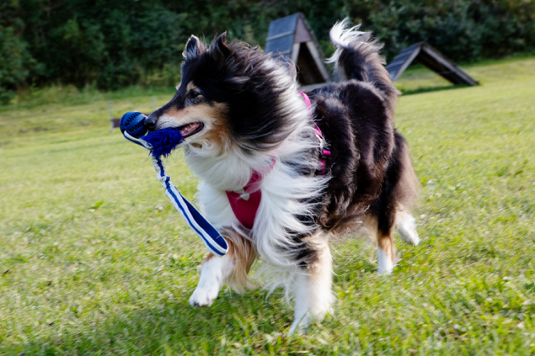 Ruffenuff Peppermint Twist