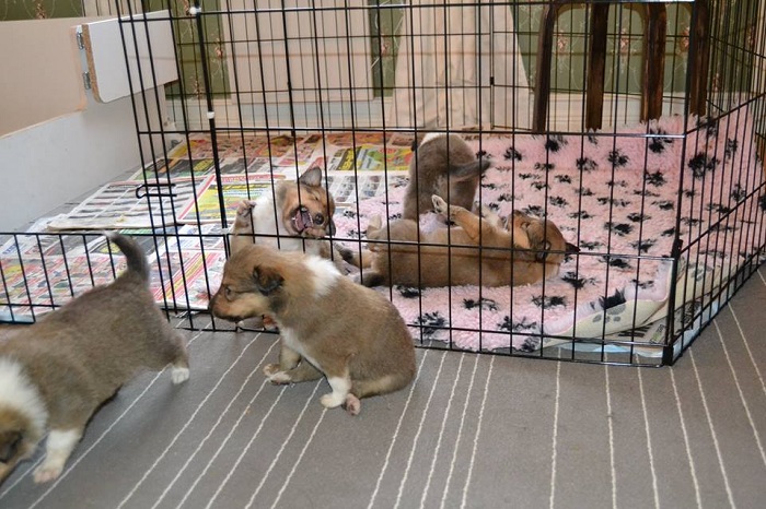 Riemumielen ensimmäisen pentueen 3 viikkoisia riehakkaita pentuja. Vastuullinen kasvattaja ei myy rekisteröimättömiä colliepentuja.