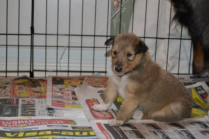 Muista maltti kun etsit omaa rakasta collienpentua. Juuri se oikea rekisteröity pentu löytyy varmasti ajan kanssa.