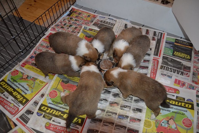 Vastuullinen koirankasvattaja huolehtii pentueistaan viimeisen päälle ja rekisteröi pentueet.